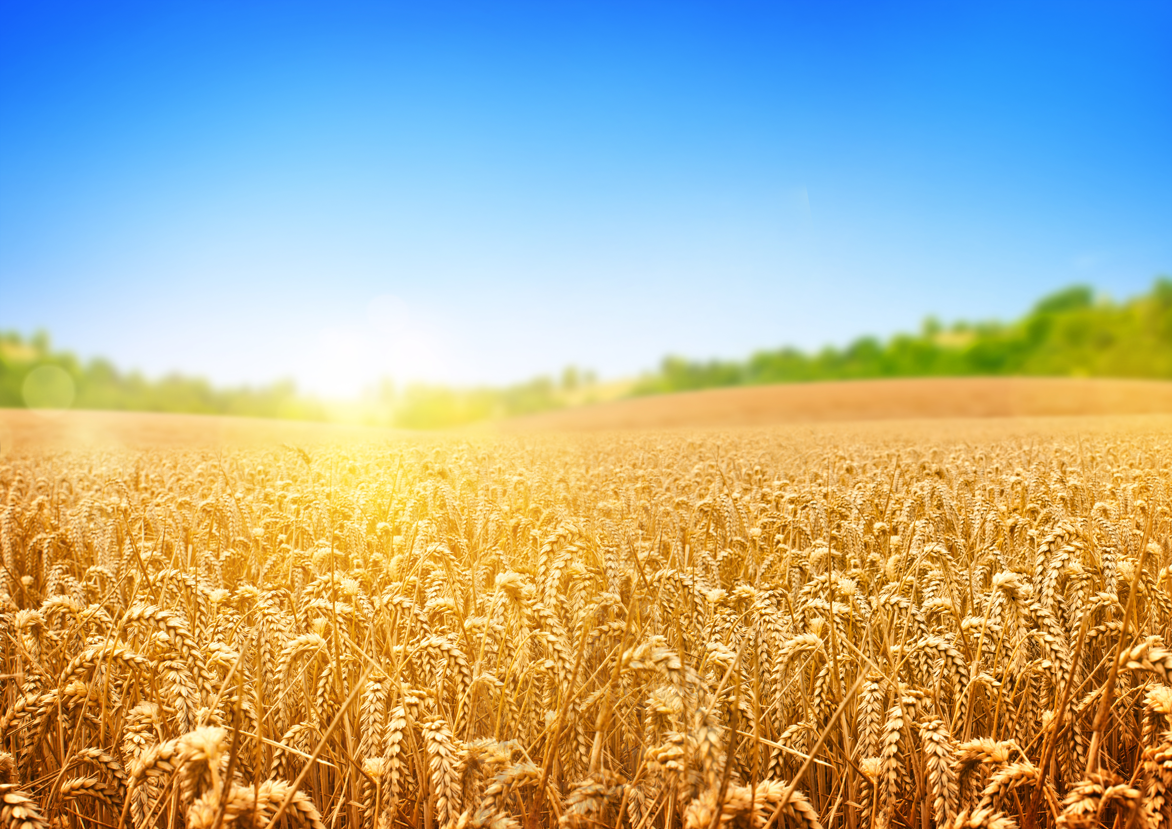 Про жито. Поле пшеницы. Хлебное поле. Поле рожь. Поле с колосьями.